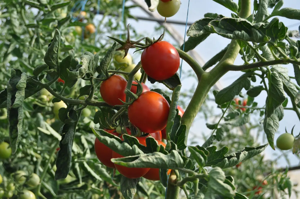 A Beginner's Guide to Growing Tomatoes in a UK Greenhouse