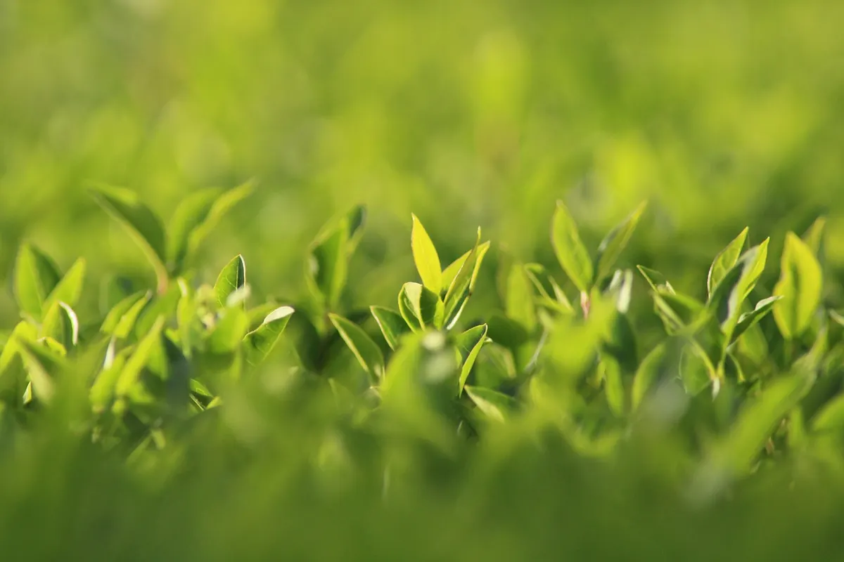 Common Mistakes When Planting a New Hedge (and How to Avoid Them)