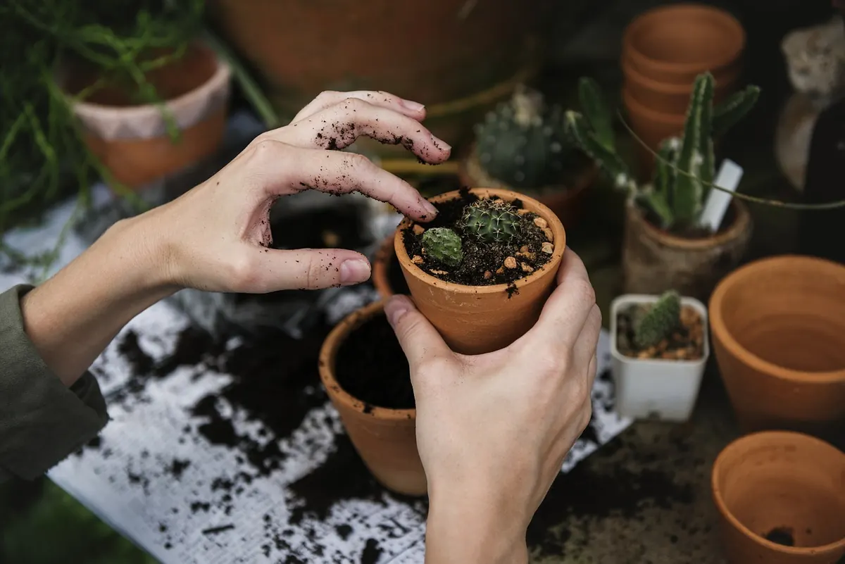 Understanding Soil pH: A Simple Explainer for UK Gardeners